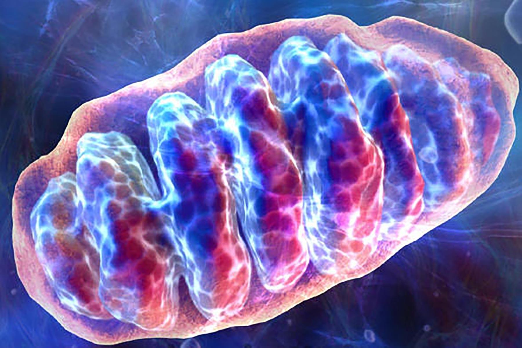 Mitochondrion-cell-energy-upsize-temp Mitochondrion-cell-energy-upsize-temp